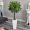 5.5ft. Money Tree in White Tower Planter